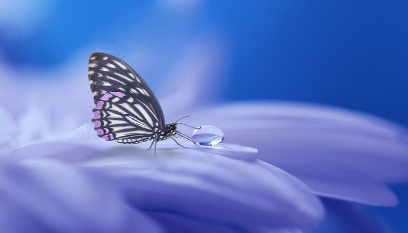 Fairy Delights Image