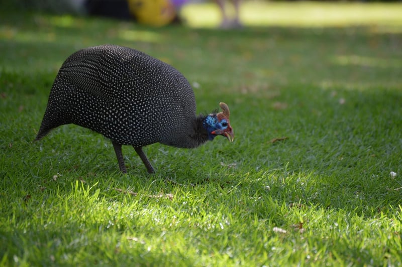 Kirstenbosch Gardens
